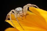 philodromus dispar6-2013 6948